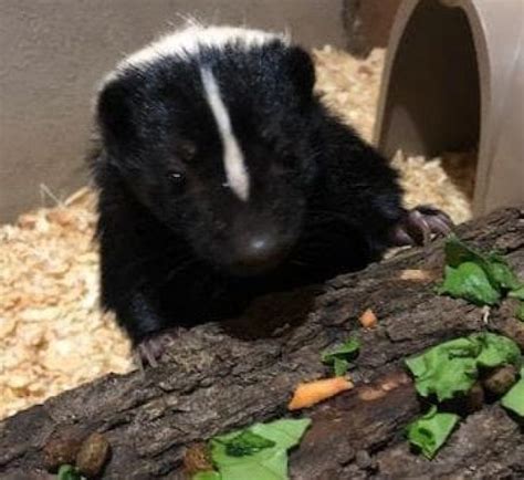 Striped Skunk - WNC Nature Center