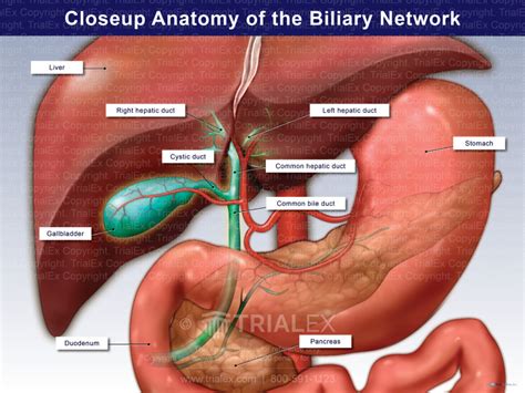 Closeup Anatomy of the Biliary Network - TrialExhibits Inc.