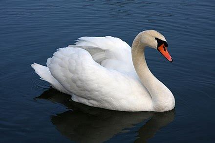 Mute swan - Wikipedia