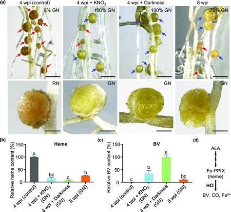 Biliverdin (BV) accumulates in senescent nodules. (a) Phenotype of ...