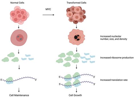 Cells | Free Full-Text | Regulation of Nucleolar Activity by MYC