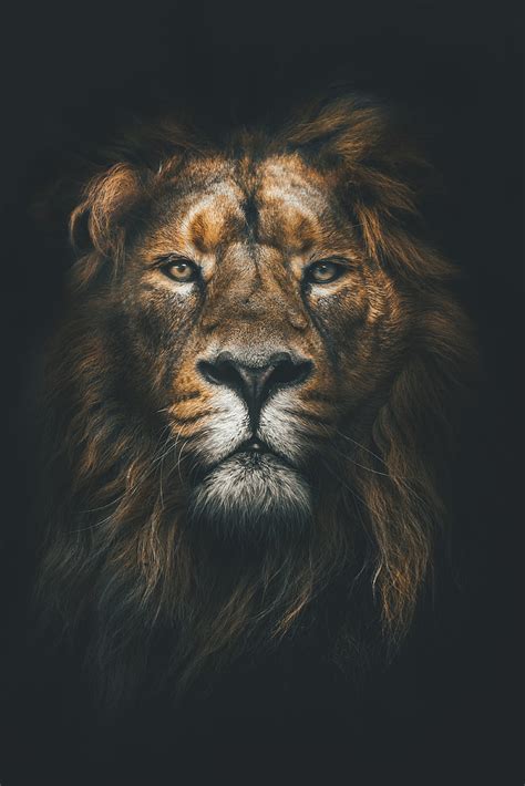 1680x1050px | free download | HD wallpaper: brown lion wallpaper, muzzle, mane, loок, predator ...