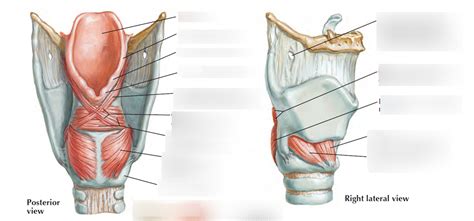 Intrinsic Muscles of Larynx Diagram | Quizlet