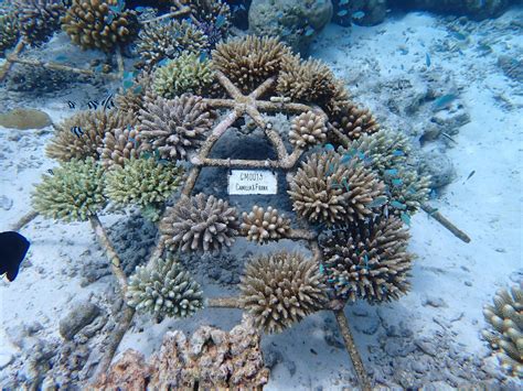 Maldives Coral Reef: how we save it | Constance Hotels Blog