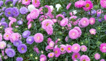 Callistephus: Growing and Caring for the China Aster Plant