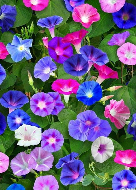 Pin by Toyo ae on Ini Ragam Bunga (flowers) | Morning glory flowers ...