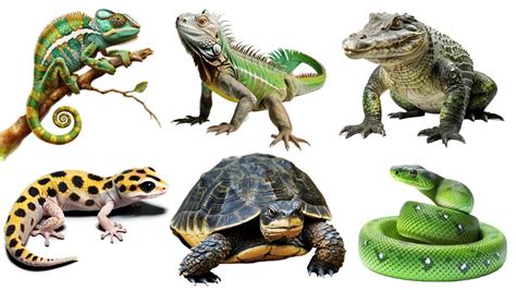 Reptiles | Reptiles Name - YouTube