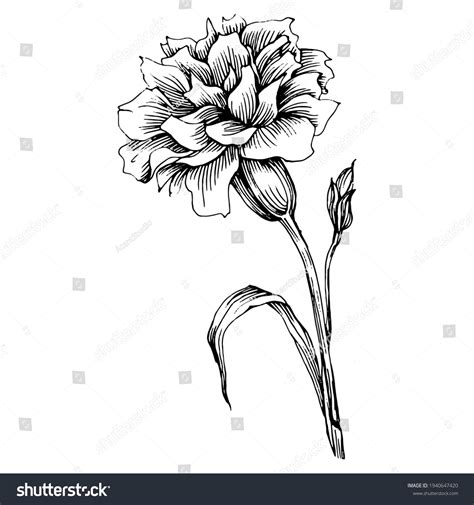 705 Carnation Engraving Images, Stock Photos & Vectors | Shutterstock