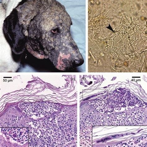 Superficial pustular dermatophytosis in dogs. This dog exhibited facial ...