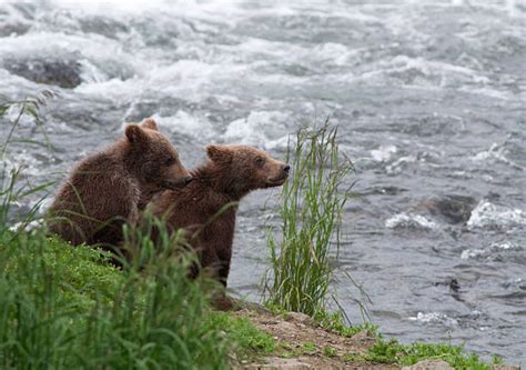 Kenai Fjords National Park Stock Photos, Pictures & Royalty-Free Images - iStock