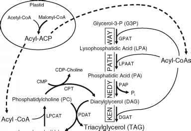 Metabolic Engineering of Lipid Metabolism - Horticulture and Forestry