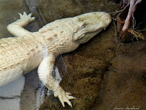 rare albino alligator (2) | california academy of sciences g… | Flickr