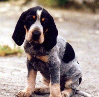 Basset Bleu de Gascogne - PETS 123