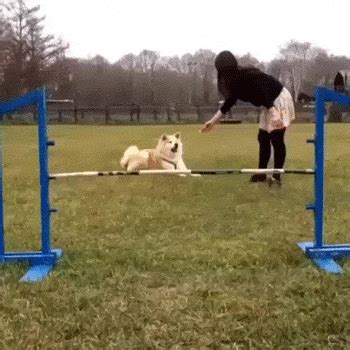 Dog Fail GIF - Find & Share on GIPHY