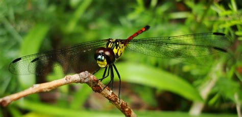 Asisbiz Libellulidae Red Swampdragon Agrionoptera insignis allogenes Sunshine Coast Qld ...