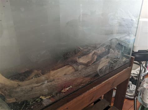 boa constrictor enclosure advice wanted : r/reptilerescue