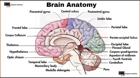 Human Brain Anatomy Diagram with Labells