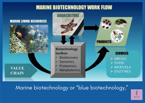 Marine Biotechnology: An emerging field - My Biology Dictionary