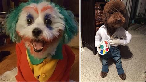 20 Of The Best Dressed Dogs For Halloween | Know Your Meme