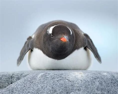 Gentoo Penguin - Facts, Diet, Habitat & Pictures on Animalia.bio