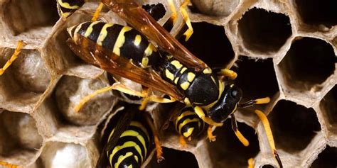 The Importance of Wasp Control - EcoTek