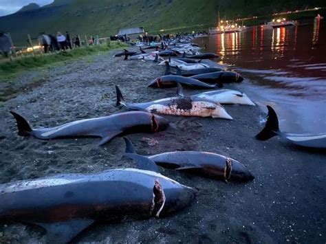 Horrifying footage shows children watching nearly 1,500 dolphins being slaughtered in Faroe ...