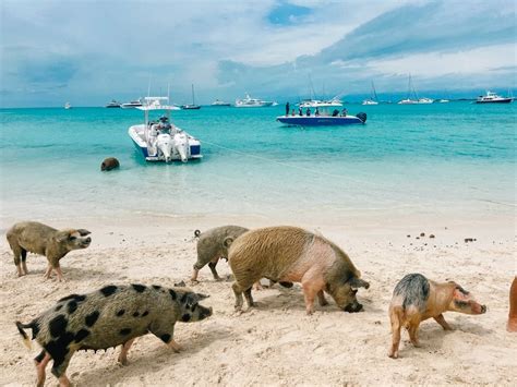 Exactly How To Swim With Exuma Island Pigs In The Bahamas