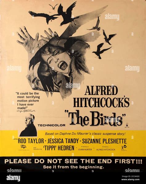 Movie poster The Birds by Alfred Hitchcock. Museum: PRIVATE COLLECTION. Author: ANONYMOUS Stock ...