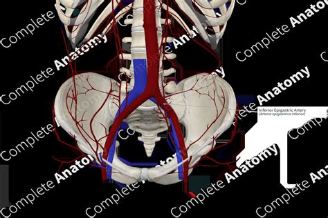 Inferior Epigastric Artery | Complete Anatomy