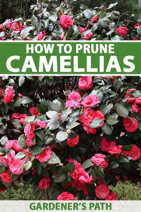 When and How to Prune Camellias | Gardener’s Path