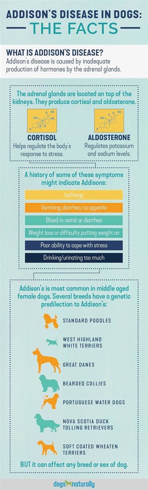 Addison's Disease In Dogs