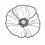 Simple Poppy Flower coloring Page  Download Print Or Color Online For sketch template