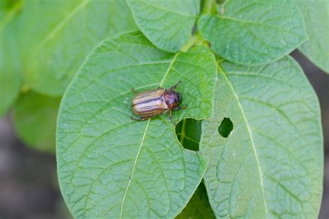 What Do June Bugs Eat? The Diet of Larvae and Adults