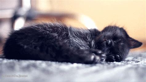 Cat Sleeping GIF - Find & Share on GIPHY