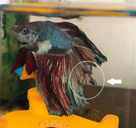 Betta Fish Fin Rot: How to Quickly Identify and Treat It