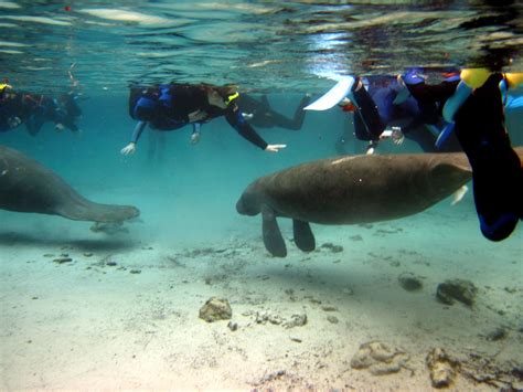 Crystal River, Florida Swimming with the manatee | Florida, Crystal river, My travel