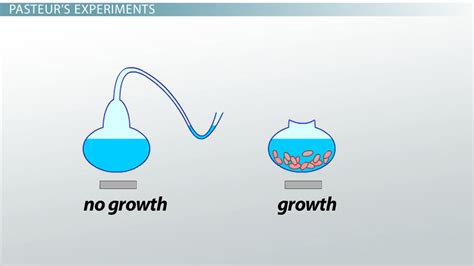 Louis Pasteur Biography, Experiments & Inventions - Lesson | Study.com