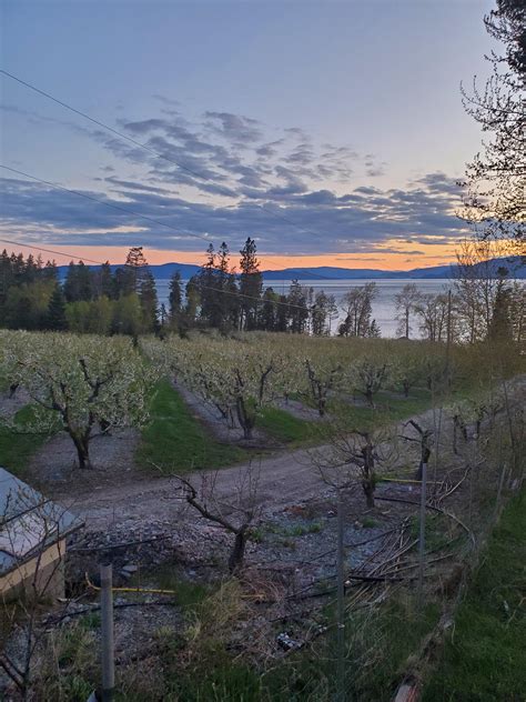 Cherry Orchard on Flathead Lake at sunset. : r/Montana