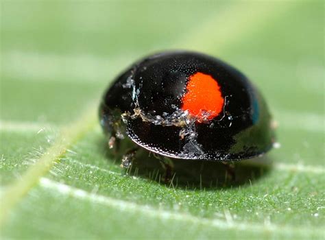 Black Ladybug - Learn About Nature