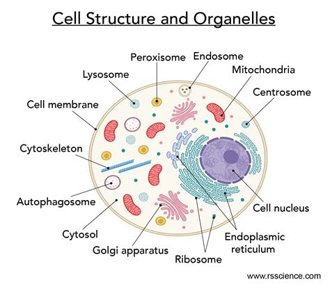 Cell Organelles and their Functions - Rs' Science
