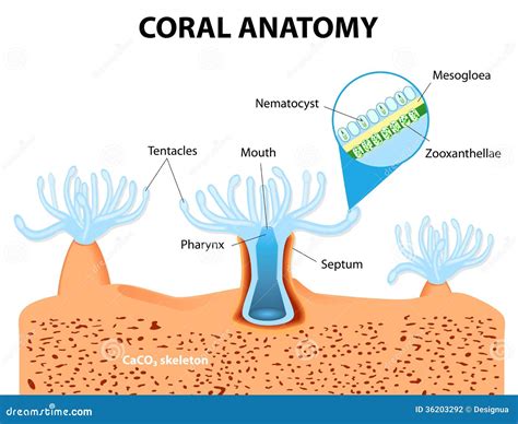 Coral Polyp Anatomy