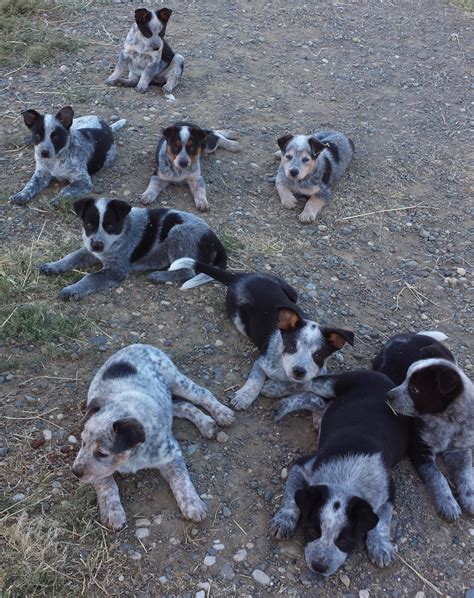 Australian Cattle Dog Puppies For Sale | Wheatland, CA #219888