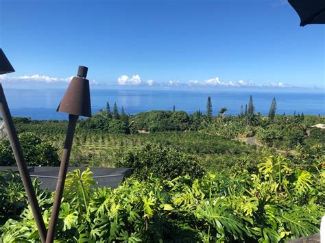 Heavenly Hawaiian Kona Coffee Farm (Holualoa) - 2020 All You Need to Know BEFORE You Go (with ...