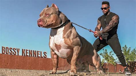 Best of American Bully Pitbulls, muscular dogs HD wallpaper | Pxfuel