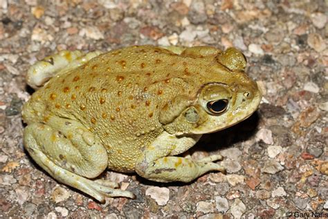 Sonoran Desert Toad - Incilius alvarius