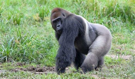 8 Endangered Animals Your Children May Never See - Family - Nigeria