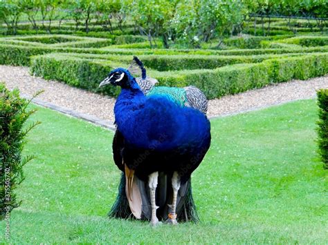 The peacock garden at Warwick Castle, UK Stock Photo | Adobe Stock