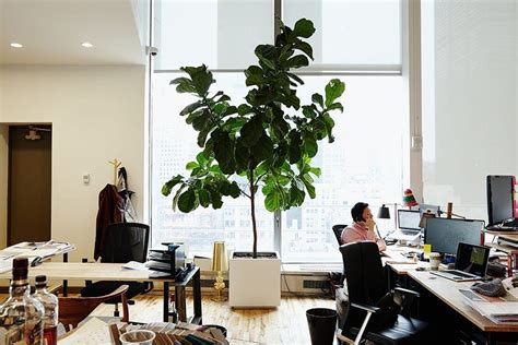 5 Indoor Plants With Air-Purifying Benefits | Brit + Co Cool Office Space, The Office, Office ...