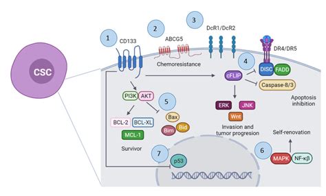 Mechanism of apoptosis resistance by cancer stem cells (CSCs). 1. CD133 ...