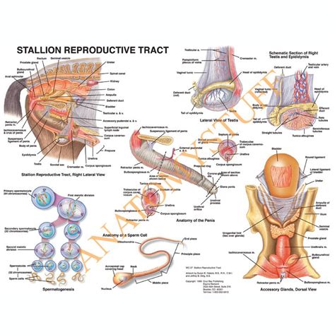 Horse Reproductive System Diagram Reproductive Appareil Repr